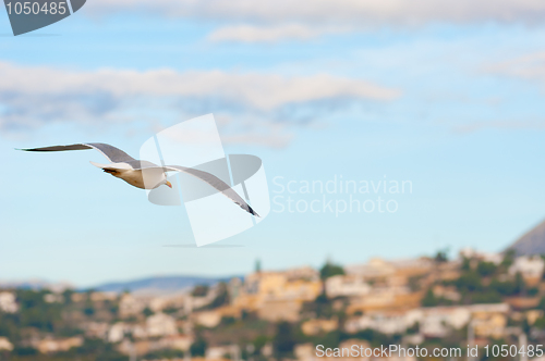 Image of Seagull flight