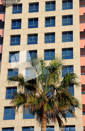 Image of Palm Tree and Modern Building