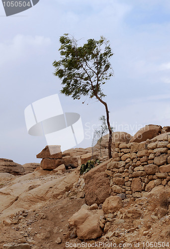 Image of Lone Tree in the Mountains