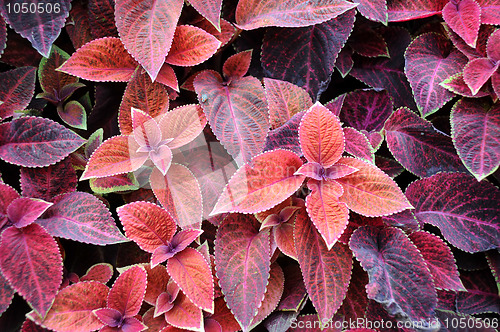 Image of Design of Coleus