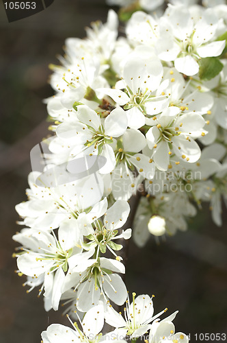 Image of Blooming plant