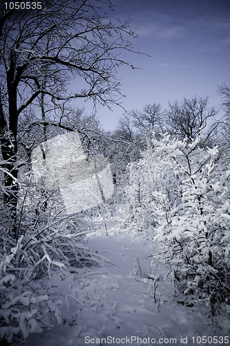 Image of Winter forest in snow