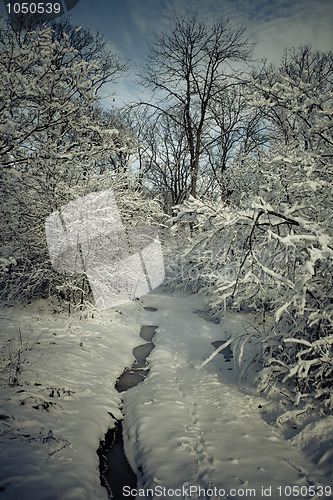Image of Winter forest in snow