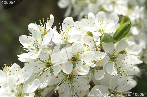 Image of Blooming plant