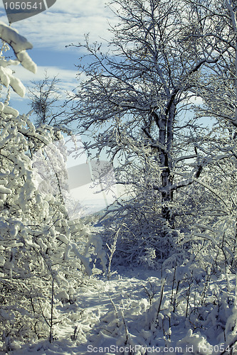 Image of Winter forest in snow