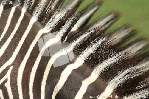 Image of Zebra