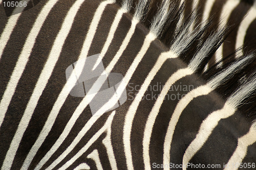 Image of Zebra