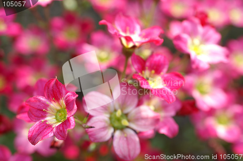 Image of Blooming flower