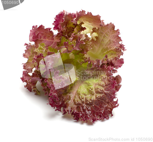 Image of Lettuce.