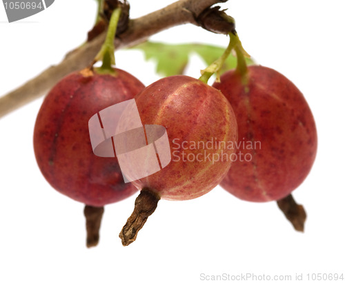 Image of Gooseberries.