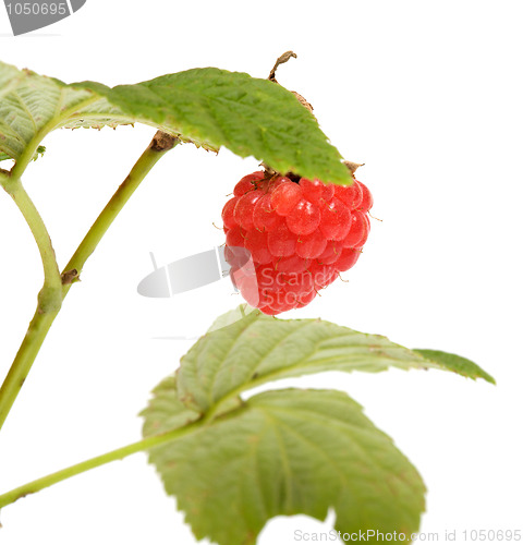 Image of Raspberry-cane.