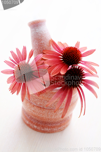 Image of echinacea flowers