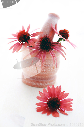 Image of echinacea flowers
