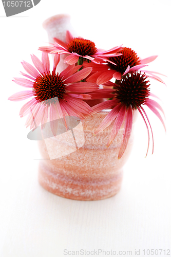 Image of echinacea flowers