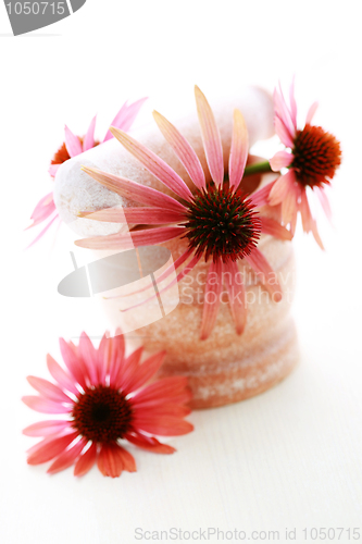 Image of echinacea flowers