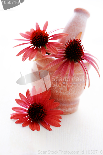 Image of echinacea flowers