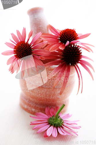 Image of echinacea flowers