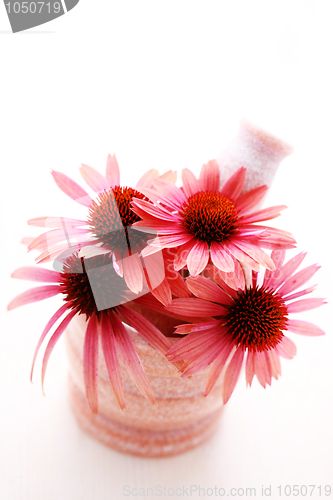 Image of echinacea flowers