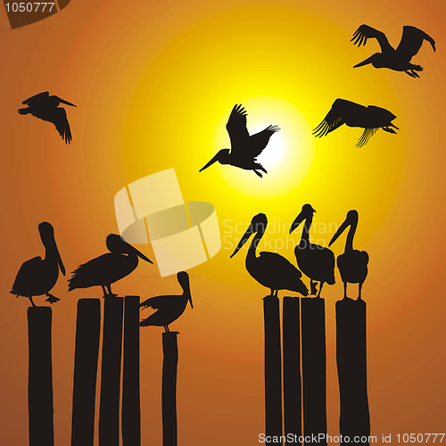 Image of Silhouettes pelicans and sunset