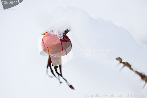 Image of Frozen rose bush