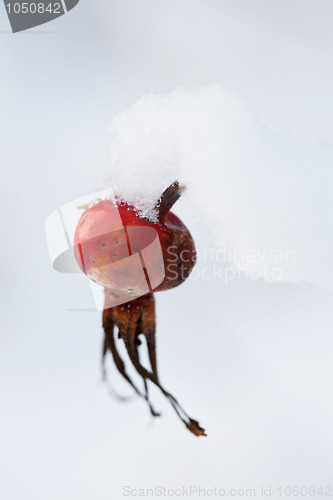 Image of Frozen rose bush