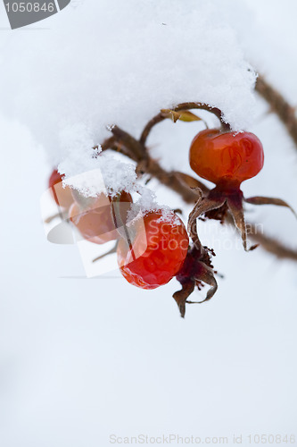 Image of Frozen rose bush