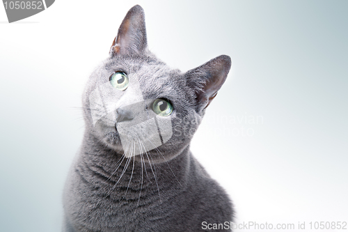 Image of Russian Blue Cat