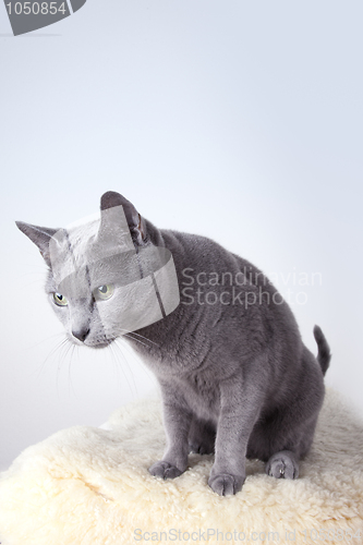 Image of Russian Blue Cat