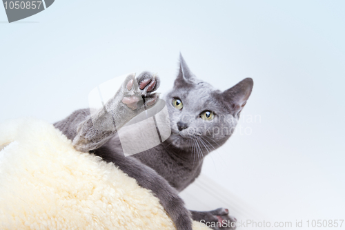 Image of Russian Blue Cat