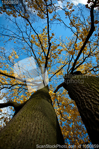 Image of Autumn Tree