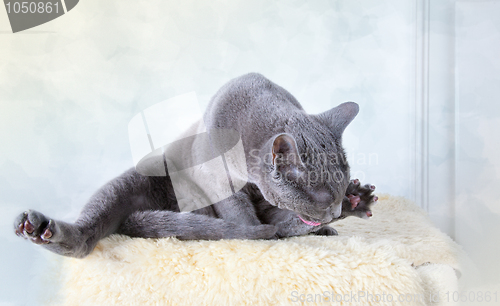 Image of Russian Blue Cat