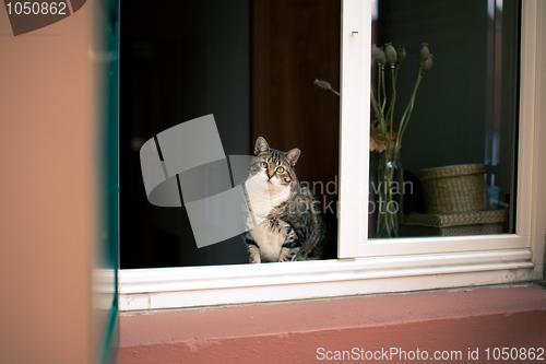 Image of Cat Portrait