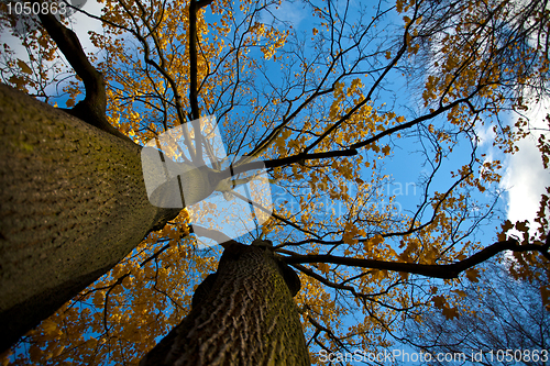 Image of Autumn Tree