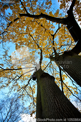 Image of Autumn Tree