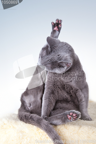 Image of Russian Blue Cat