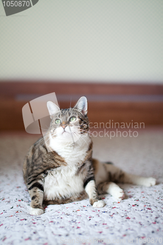 Image of Cat Portrait