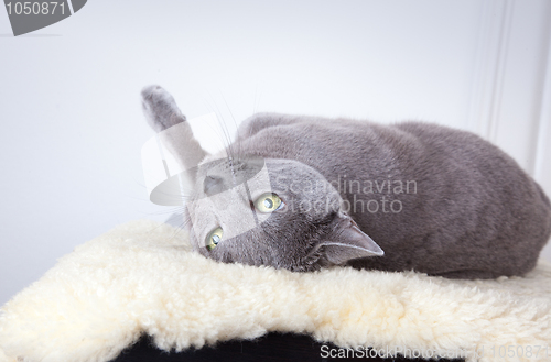 Image of Russian Blue Cat