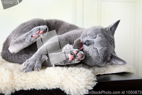 Image of Russian Blue Cat