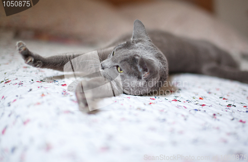 Image of Russian Blue Cat