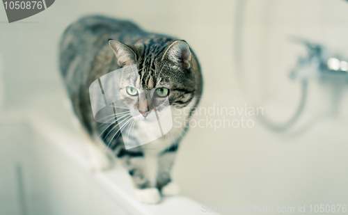 Image of Cat Portrait