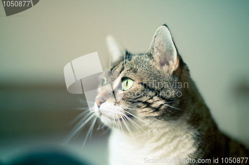 Image of Cat Portrait