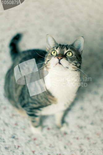 Image of Cat Portrait