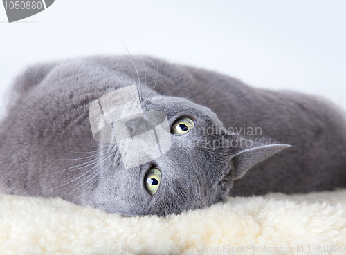 Image of Russian Blue Cat