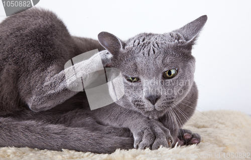 Image of Russian Blue Cat