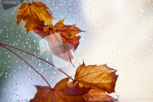 Image of Wet Autumn Leaves