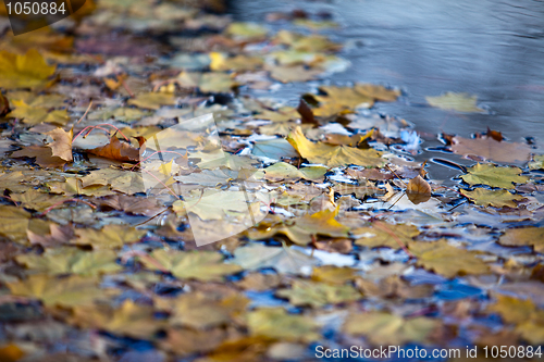 Image of Wet Autumn Leaves