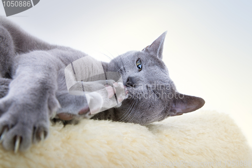 Image of Russian Blue Cat