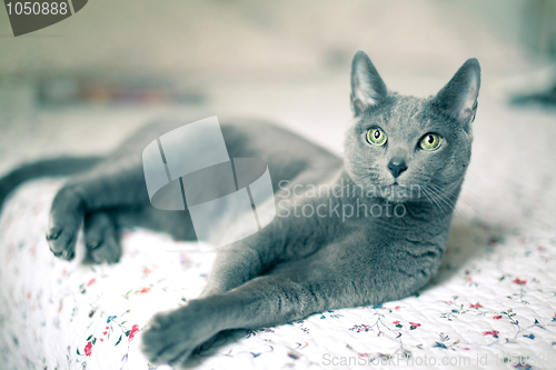 Image of Russian Blue Cat