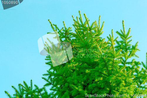 Image of abstract pine