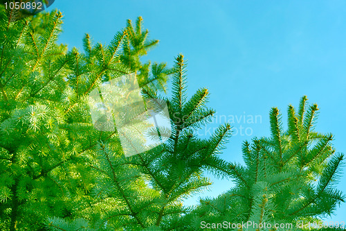 Image of abstract pine